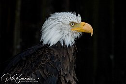 IMG 4000  wie frisch frisiert