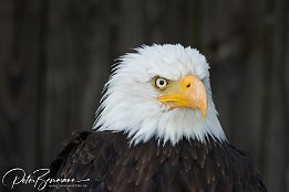 IMG 4001  Weisskopf-Seeadler