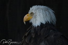 IMG 4010  Weisskopf-Seeadler