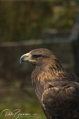 IMG 4011  Steinadler