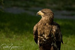 IMG 4012  Steinadler