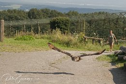 IMG 4030  Uhu im Anflug - leider zu spät bemerkt, daher nur Schnappschuß