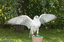 IMG 4036  Stolz zur Schau gestellt