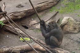 IMG_01621 Gorilla