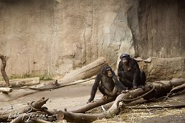 IMG 01629  Schimpansen