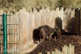 IMG_11606 Anoa