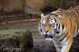 IMG_11609 Amurtiger