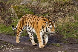 IMG_11612 Amurtiger