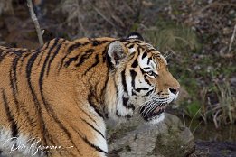 IMG_11613 Amurtiger