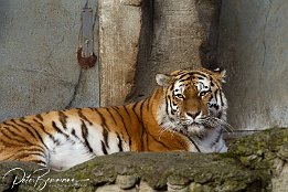 IMG_11614 Amurtiger