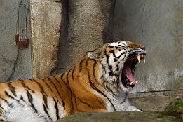 IMG_11616 Amurtiger