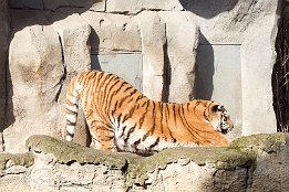 IMG_11617 Amurtiger