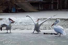 IMG 11643