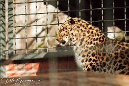 IMG 11709  Leopard