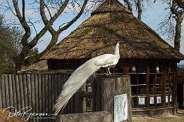 IMG 17718