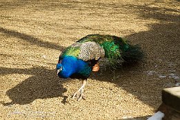 IMG 17724