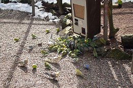 IMG 17747