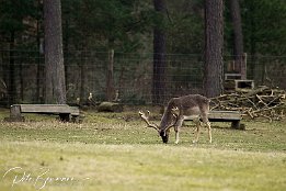 IMG 18136