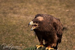 Schreihals bzw. Steppenadler