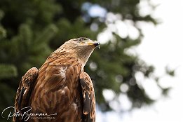IMG 21085