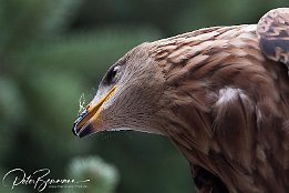 IMG 21086