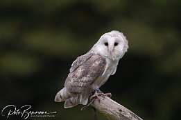 IMG 21107