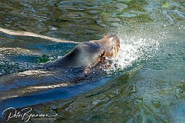kalifornischer Seelöwe