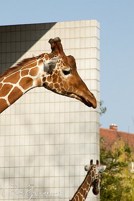 IMG 22819