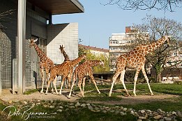 IMG 22823