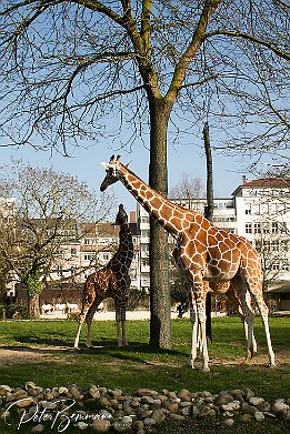 IMG 22826