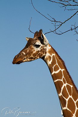 IMG 22828