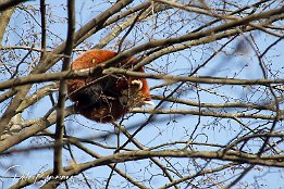Roter Panda