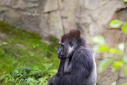 Gorilla