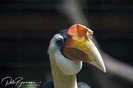 Runzelhornvogel