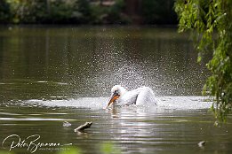 Pelikan