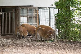 Pinselohrschweine