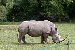 Nashorn