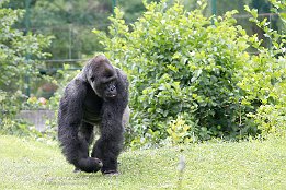 Gorilla