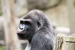 Gorilla