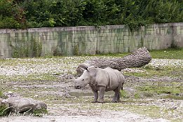 Junges Nashorn