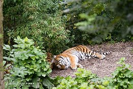 Sibirische Tiger