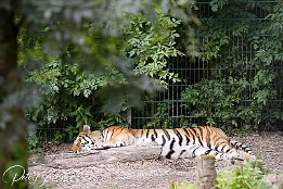 Sibirische Tiger