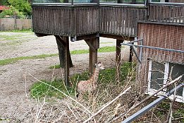 Junge Giraffe