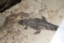 IMG 24706