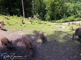 DSCF3428