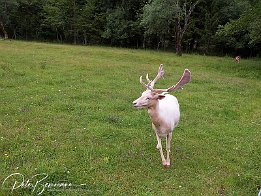 DSCF3448