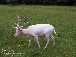 DSCF3449