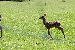 IMG 25249