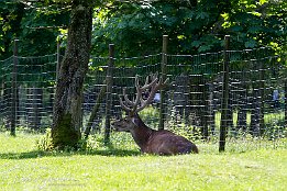 IMG 25251