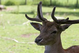 IMG 25257